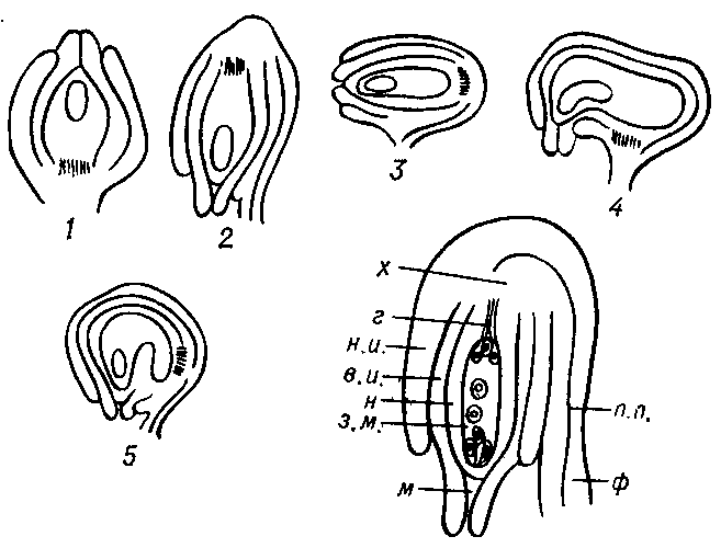 СЕМЯЗАЧАТОК фото