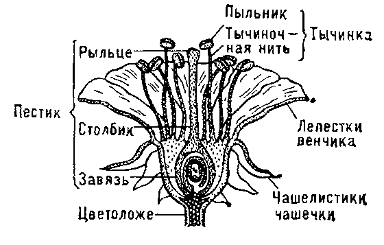 ЦВЕТОК фото №1