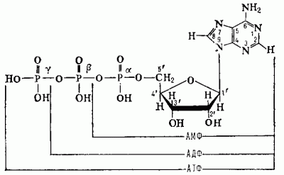 АДЕНОЗИНФОСФОРНЫЕ КИСЛОТЫ фото