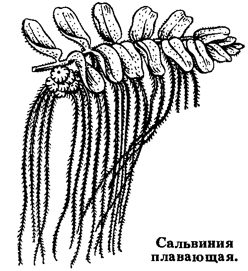 САЛЬВИНИЯ фото №1