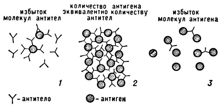 АНТИГЕНАНТИТЕЛО РЕАКЦИЯ фото