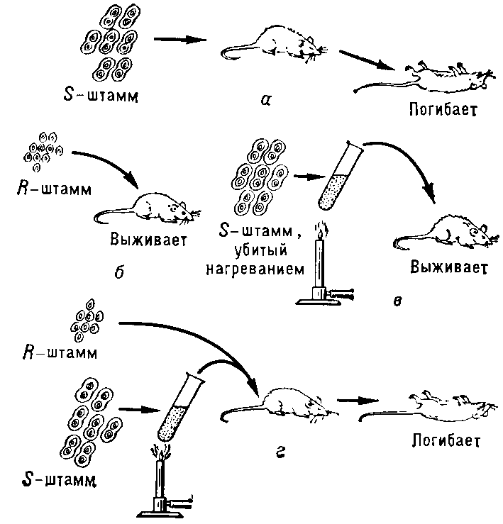 ТРАНСФОРМАЦИЯ фото