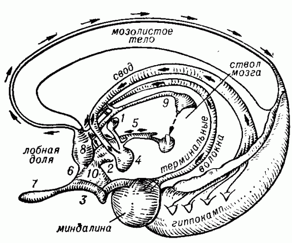 ЛИМБИЧЕСКАЯ СИСТЕМА фото