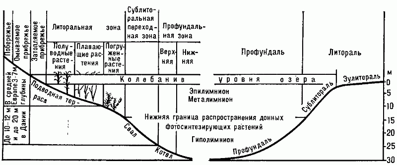 ЭКОЛОГИЧЕСКАЯ ЗОНАЛЬНОСТЬ ВОДОЁМОВ фото №2