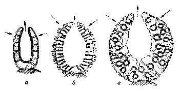 ГУБКИ фото №1