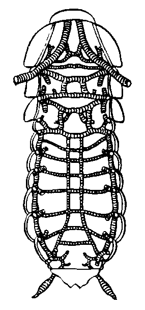 ТРАХЕИ фото