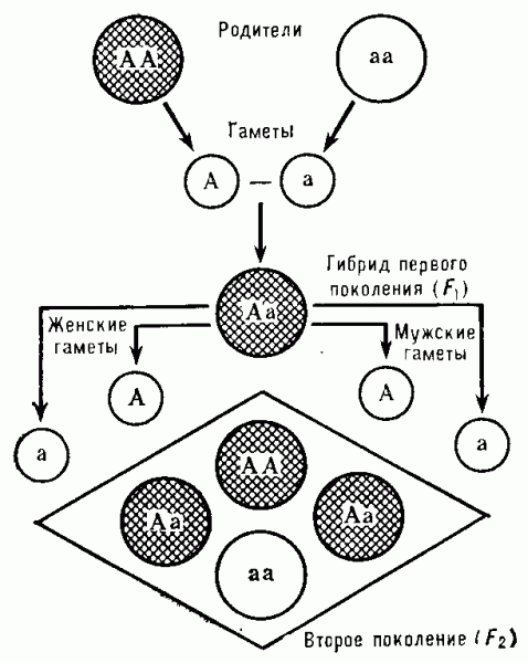 МЕНДЕЛЯ ЗАКОНЫ фото №1