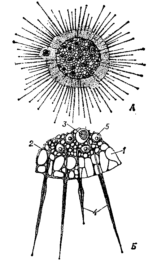 СОЛНЕЧНИКИ фото