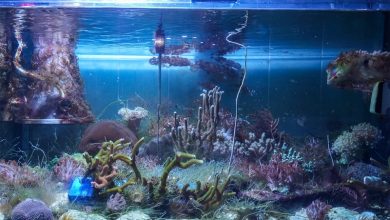 Биологи выясняют причины обесцвечивания кораллов