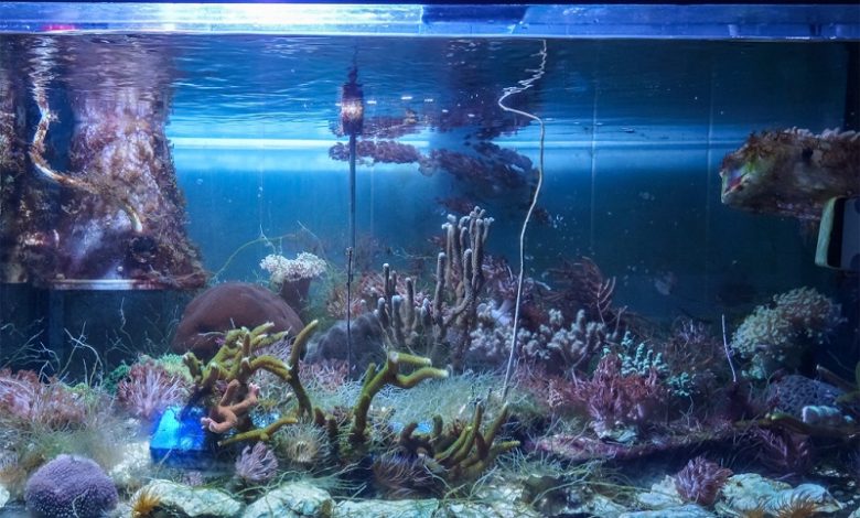 Биологи выясняют причины обесцвечивания кораллов