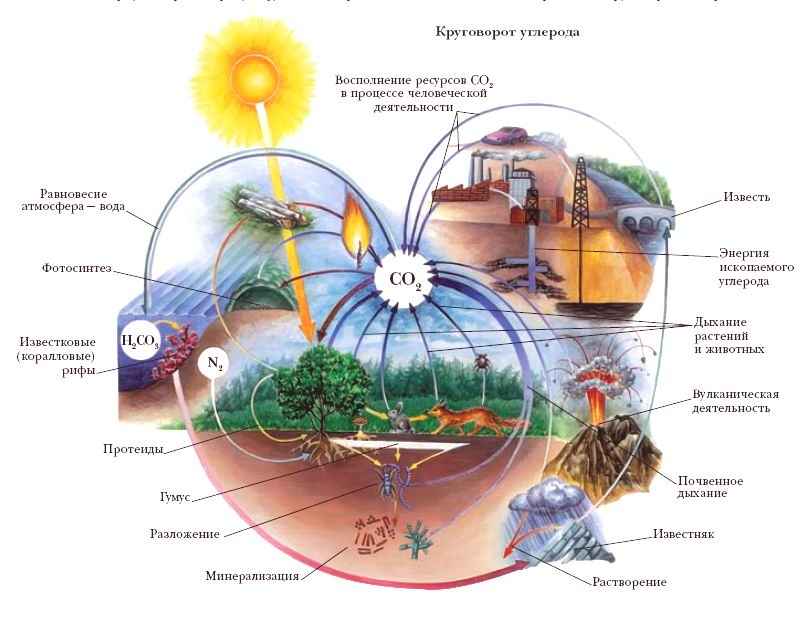 КРУГОВОРОТ ВЕЩЕСТВ фото