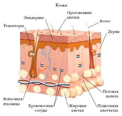 КОЖА фото №2