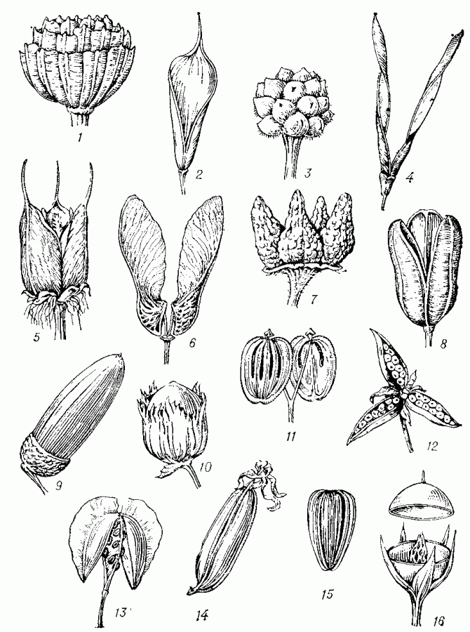 ПЛОД фото