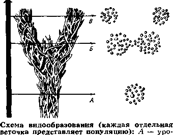 ВИДООБРАЗОВАНИЕ фото