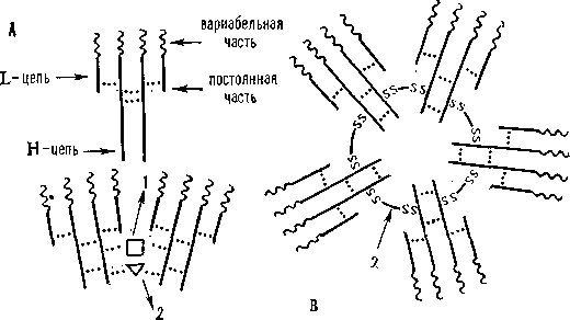 ИММУНОГЛОБУЛИНЫ фото