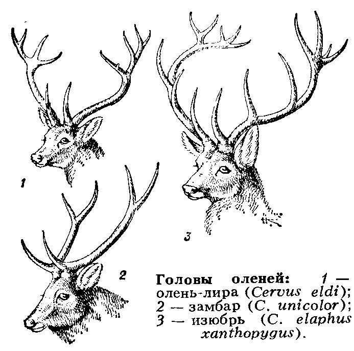 ОЛЕНЕВЫЕ фото №3