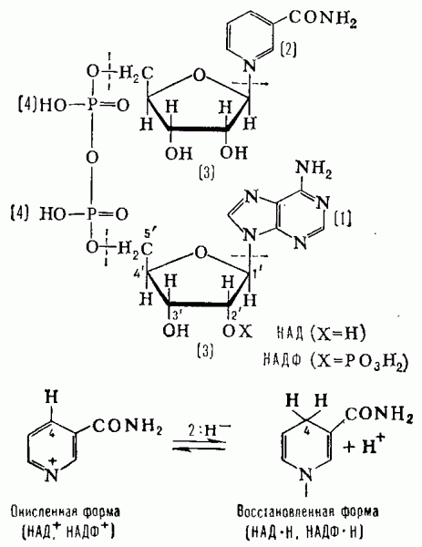НИКОТИНАМИДАДЕНИНДИНУКЛЕОТИД фото