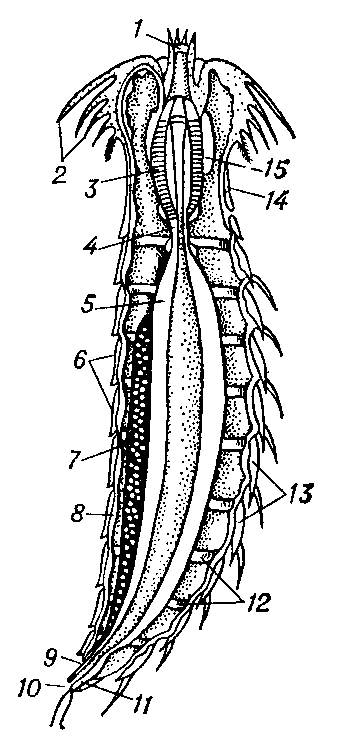 КИНОРИНХИ фото