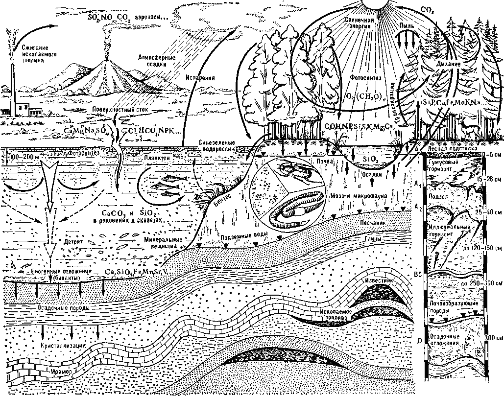 БИОГЕОХИМИЧЕСКИЕ ЦИКЛЫ фото