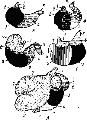 ЖЕЛУДОК фото №1