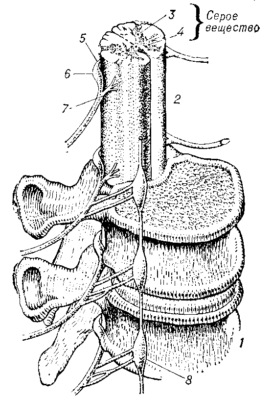 СПИННОЙ МОЗГ фото №1