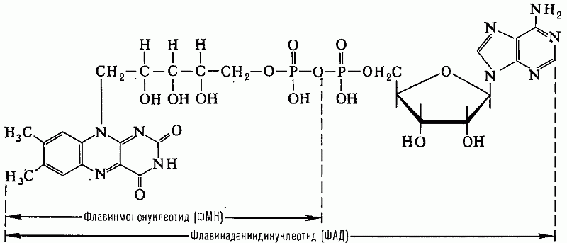 ФЛАВИНАДЕНИНДИНУКЛЕОТИД фото