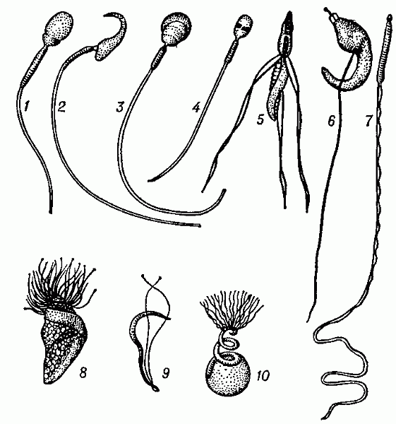 СПЕРМАТОЗОИД фото №2