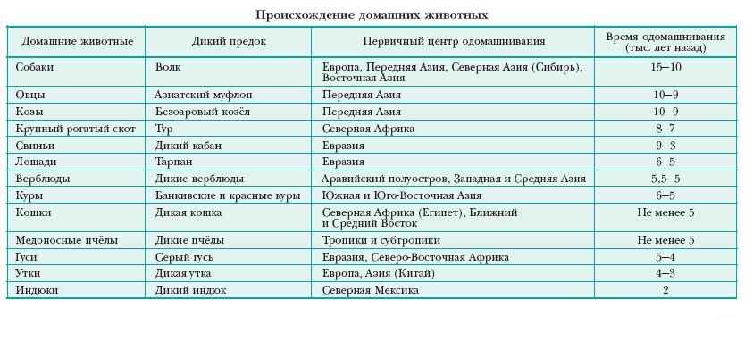 ДОМАШНИЕ ЖИВОТНЫЕ фото №2