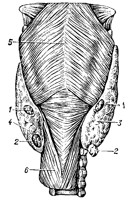 ОКОЛОЩИТОВИДНЫЕ ЖЕЛЕЗЫ фото