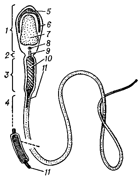 СПЕРМАТОЗОИД фото №1