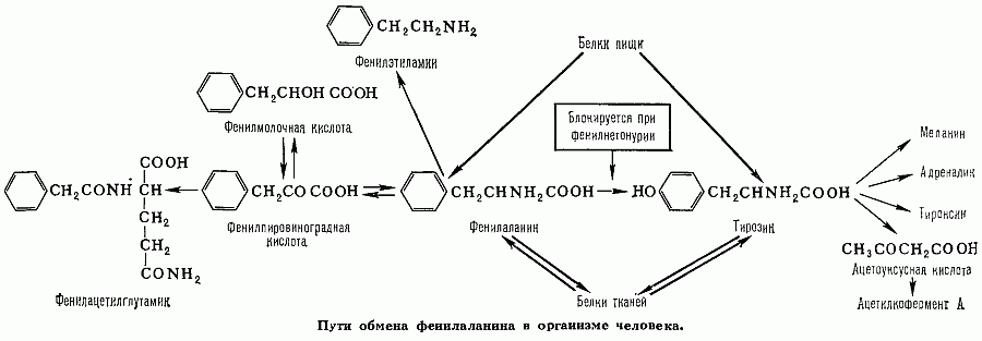 ФЕНИЛАЛАНИН фото