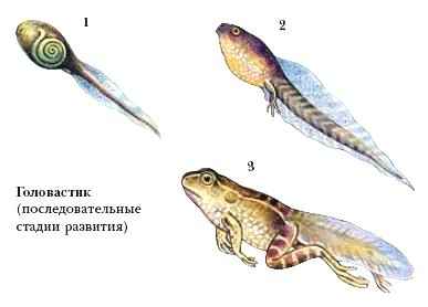 ГОЛОВАСТИК фото