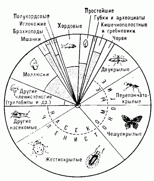 ИСКОПАЕМЫЕ ЖИВОТНЫЕ фото №2