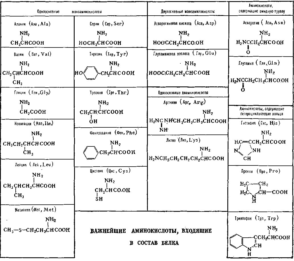 АМИНОКИСЛОТЫ фото №1