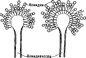 АСПЕРГИЛЛ фото