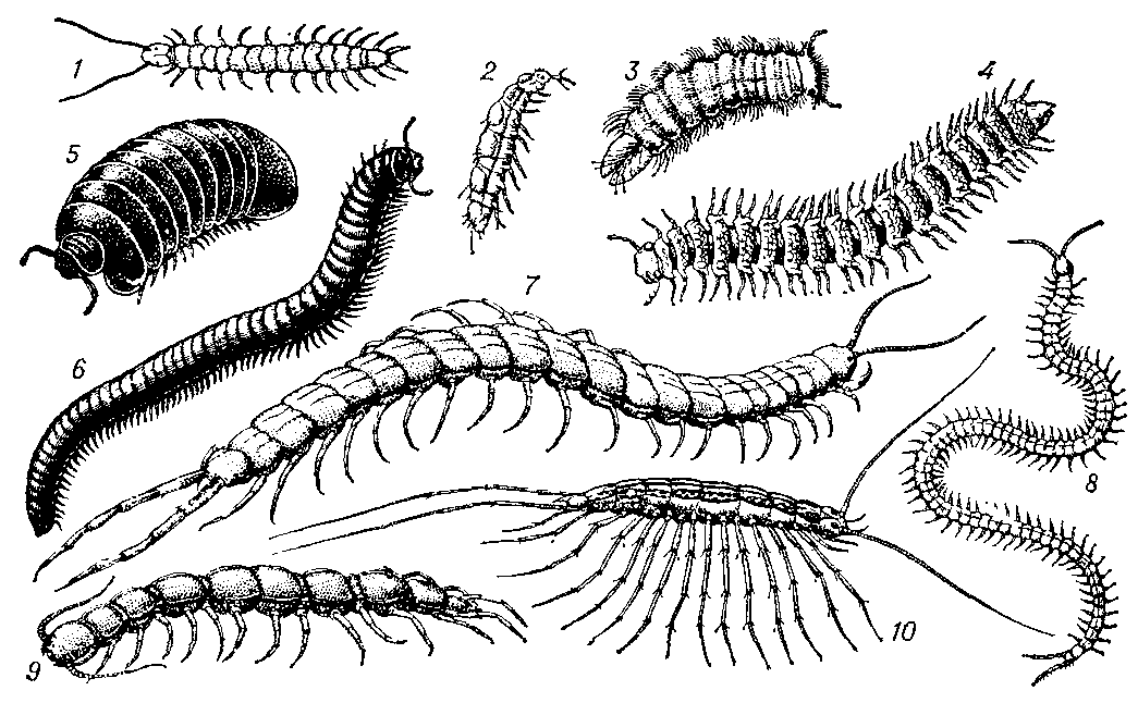 МНОГОНОЖКИ фото