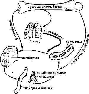 ИММУНОЦИТЫ фото