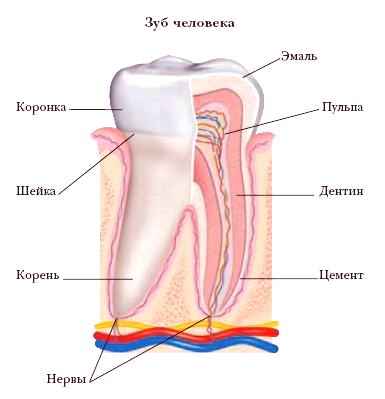 ЗУБЫ фото №3