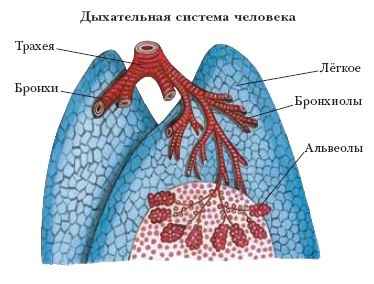 ДЫХАНИЯ ОРГАНЫ фото №3