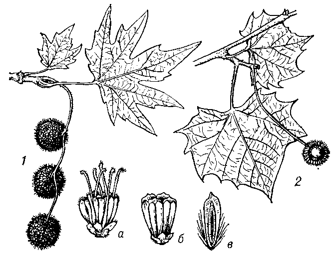 ПЛАТАН фото