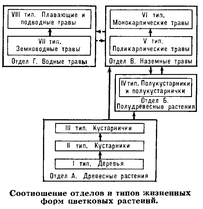 ЖИЗНЕННАЯ ФОРМА фото №2