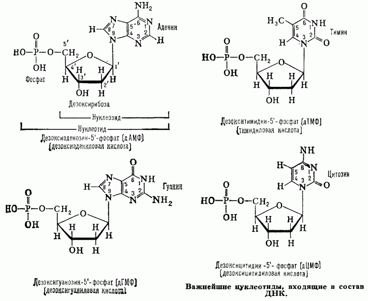 НУКЛЕОТИДЫ фото