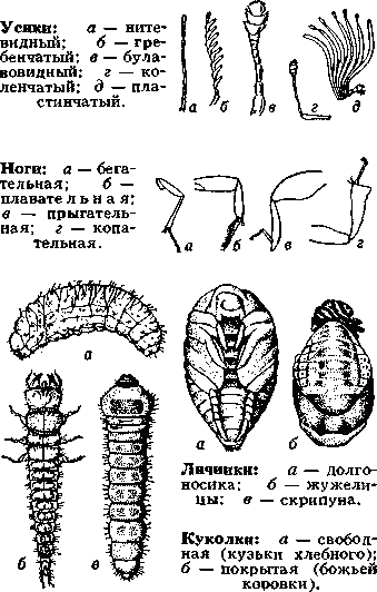 ЖЕСТКОКРЫЛЫЕ фото №3