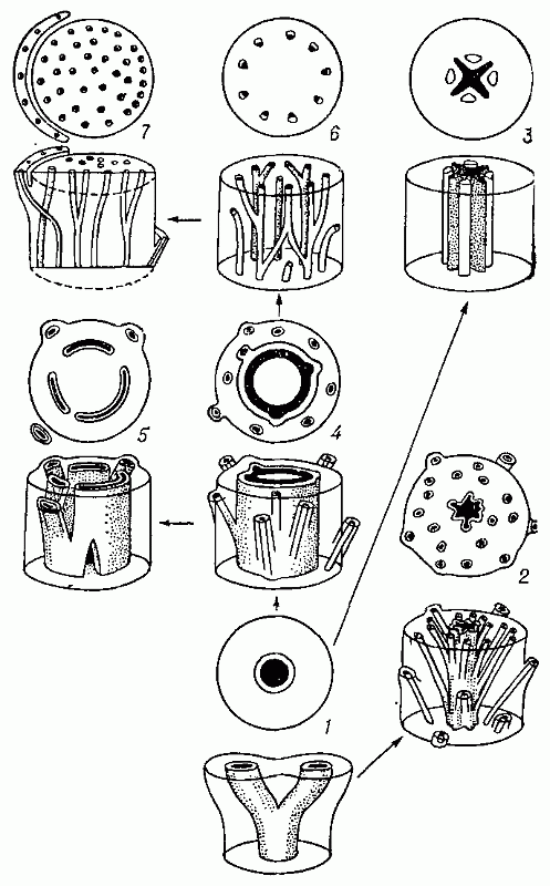 СТЕЛЯРНАЯ ТЕОРИЯ фото