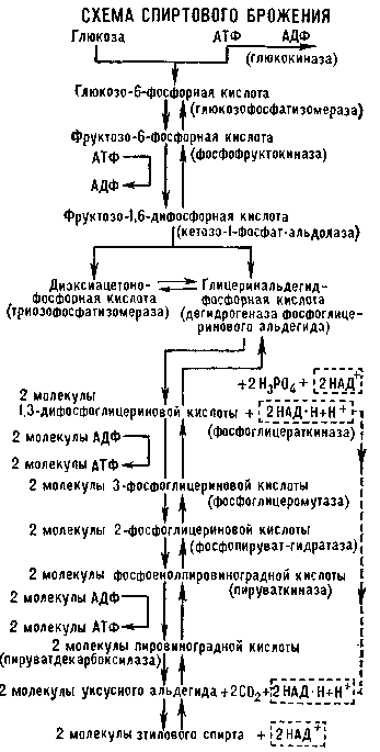 БРОЖЕНИЕ фото