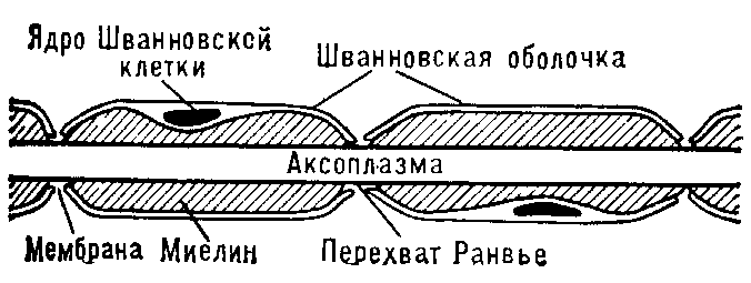 НЕРВНОЕ ВОЛОКНО фото