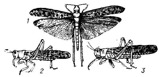 ПУСТЫННАЯ САРАНЧА фото
