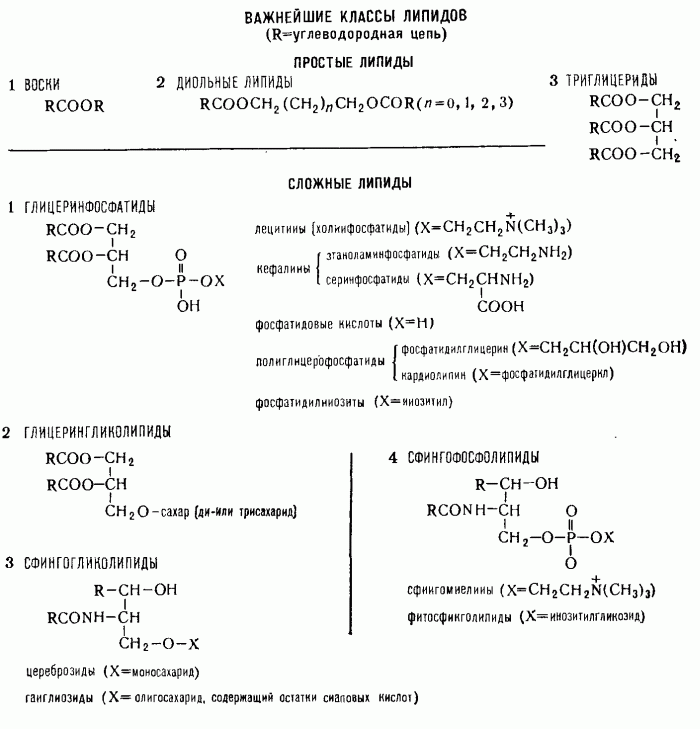 ЛИПИДЫ фото