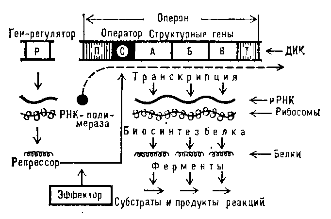 ОПЕРОН фото