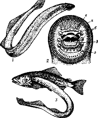 МИНОГИ фото №1